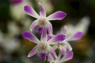 紫色兰花