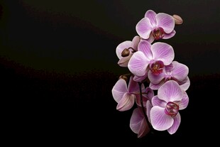 兰花