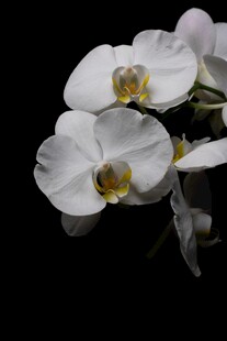 优雅白兰花绽放