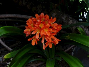 鲜艳橙红花朵绽放
