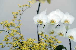 白兰花