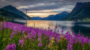湖畔紫花伴壮丽山水景色