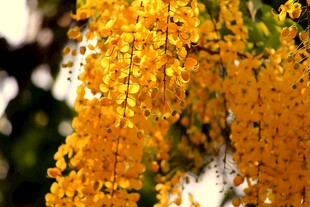 金黄花串绽放