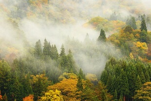 山林间的秋日迷雾美景