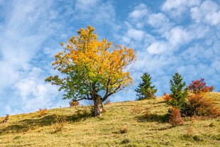 秋日山坡