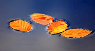 水面漂浮的多彩秋叶