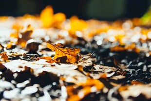 秋日落叶铺就的斑斓景致