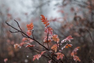 霜覆红叶树枝特写