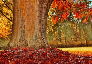 秋日大树下的斑斓落叶