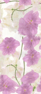 淡紫色牵牛花特写