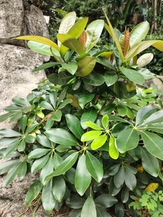 绿叶繁茂的绿植景观