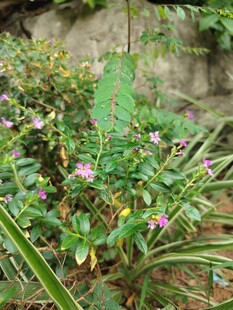 繁茂绿植中的娇艳小花