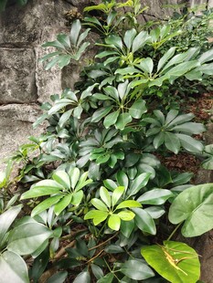 石缝间的繁茂绿植