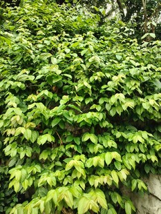 翠绿繁茂的爬藤植物