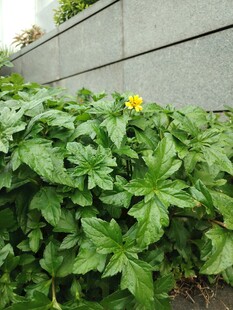 绿叶间的黄色小花