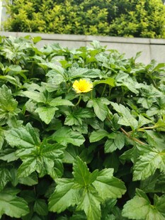 一朵黄艳小花