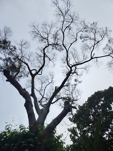 枯树挺立
