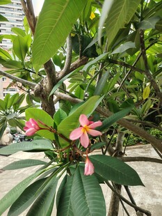娇艳鸡蛋花绽放枝头