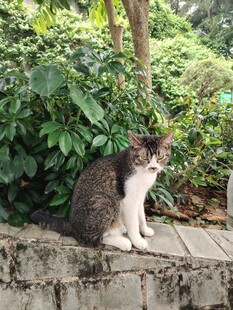 石台上的可爱猫咪