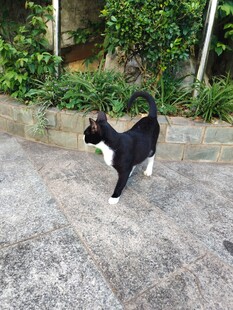 路上的黑白小猫