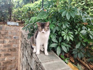 墙头猫咪