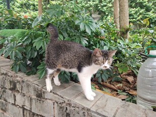 墙头猫咪漫步