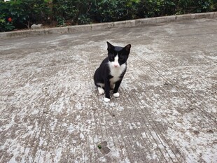 猫咪 黑白猫
