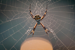 蜘蛛盘踞于精致蛛网中