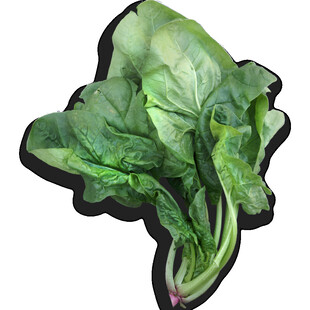新鲜绿叶菠菜