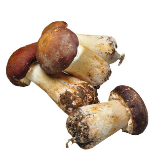 新鲜美味牛肝菌