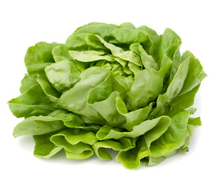 新鲜生菜