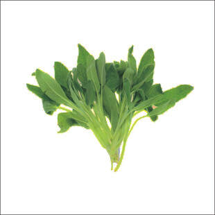 新鲜菠菜蔬菜特写