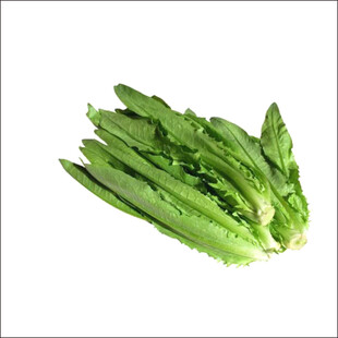 新鲜油麦菜