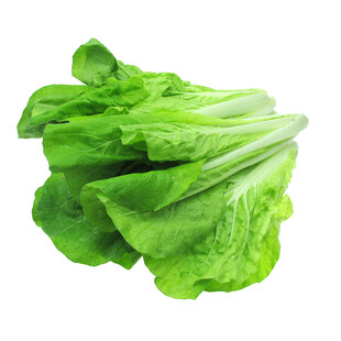 新鲜生菜