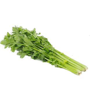 新鲜翠绿芹菜一束