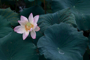 粉色荷花绽放于绿叶间