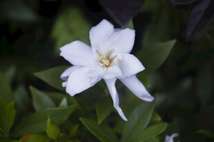 洁白栀子花绽放绿叶间
