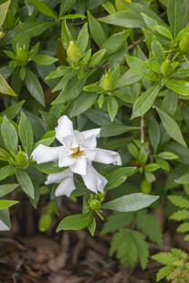 洁白栀子花绽放绿叶间