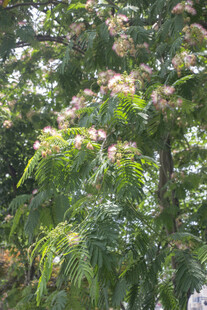 合欢花繁花满树的翠绿树木