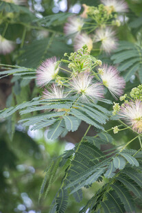 合欢花绽放的美丽瞬间