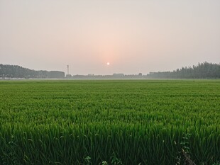 水稻