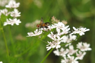 蜜蜂于白花间忙碌采蜜