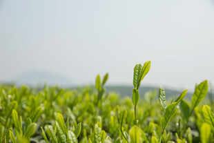 茶山