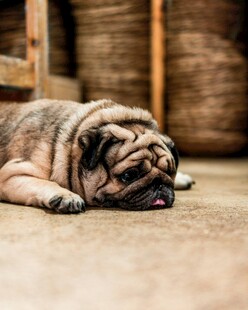 趴着的沙皮犬