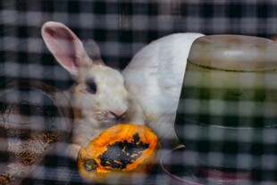 白兔啃食橙色南瓜