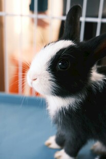 可爱黑白小兔