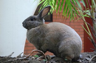 灰兔蹲坐于绿植旁