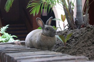 庭院中休憩的灰白兔子