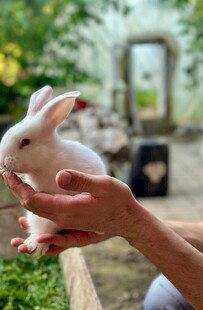 手托萌兔温馨互动瞬间