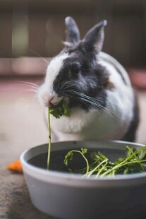 萌兔进食新鲜嫩绿蔬菜